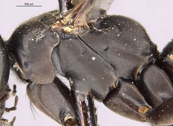 Media type: image;   Entomology 13670 Aspect: thorax lateral